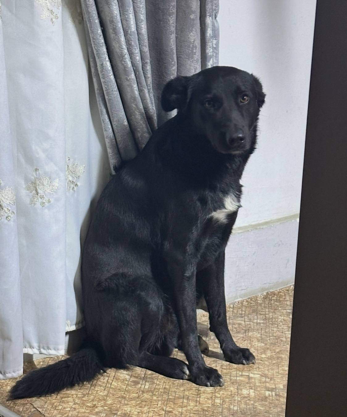 Пропал чёрный Миша, Пятигорск