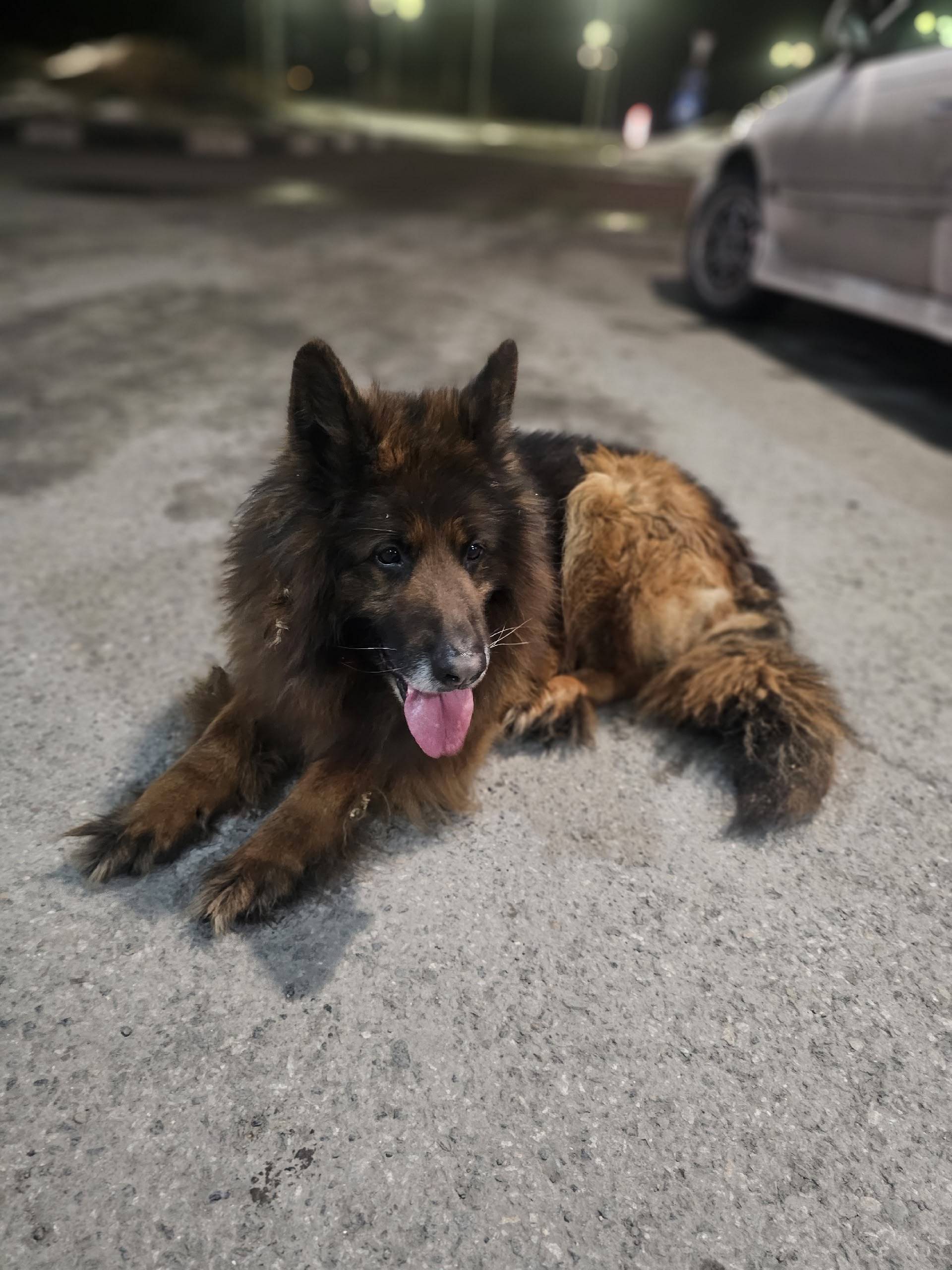 Пропала собака, Куйбышевский район