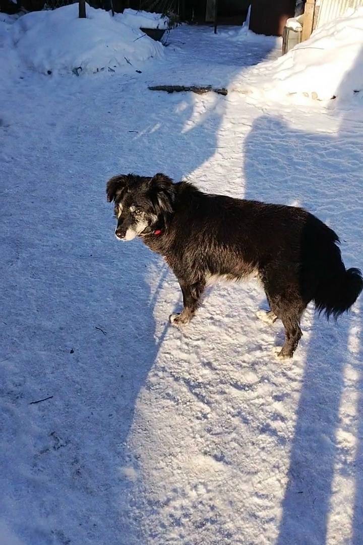 Пропал черно-белый мальчик, Псковкирпич