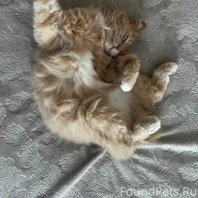 Пропал кот, рыжий бесхвостый, улица Докучаева