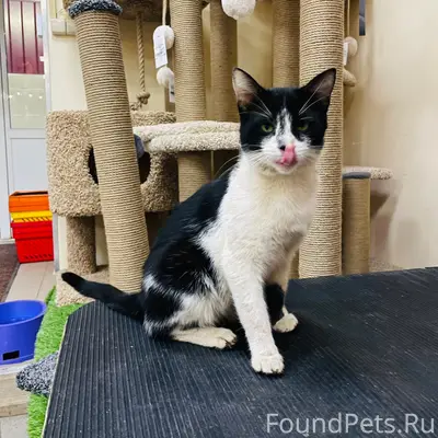 Найдена кошка, район 6-ой просеки