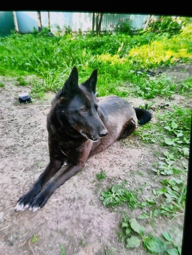 Пропала лайка Ветка, Советский район