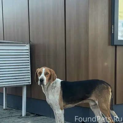 Найден пёс, Плавский район