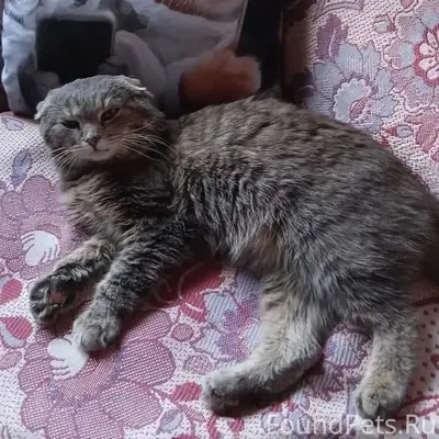 Пропал вислоухий шотландец Бабуля, с/х Детскосельский