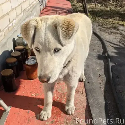 Найден пёс, пгт Знаменка, ул. Лесная