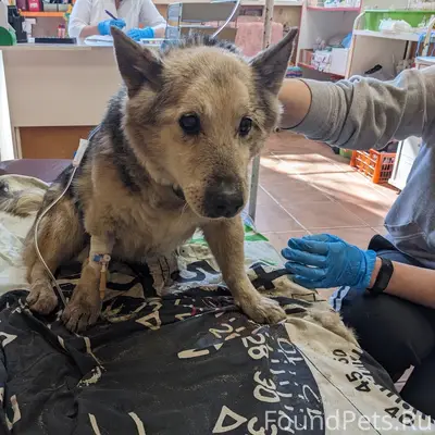 Найден старый пёс, Машмет, остановка Танеева