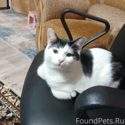 Пропал кот Тёма, 2я Базарная
