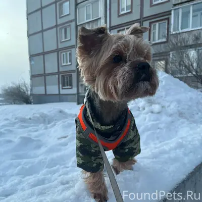 Пропал пес Арчи, район Ленина-Набережная