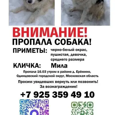 Пропала черно-белая собака Мила, Одинцово