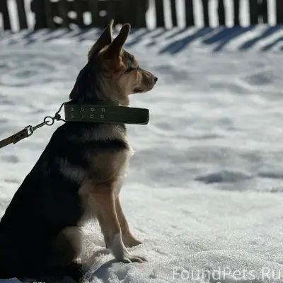 Пропал щенок Барни, поселок Красный Куст