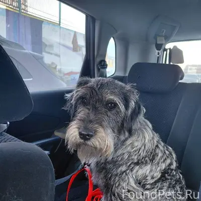 Найден Миттельшнауцер, Москва, платформа МЦД Битца