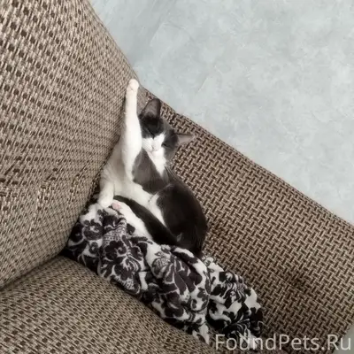 Пропал кот Кота, Филино