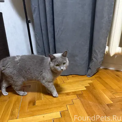 Найден кот, возможно британец, микрорайон Маклино