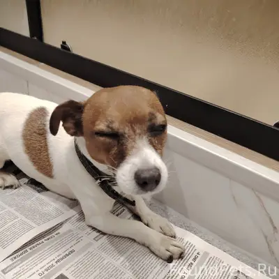 Найден Джек рассел, с ошейником