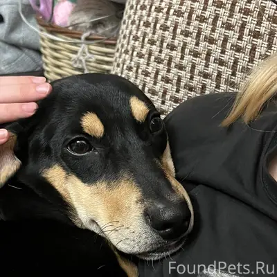 Пропал метис таксы Арчи, Малоярославецкий район