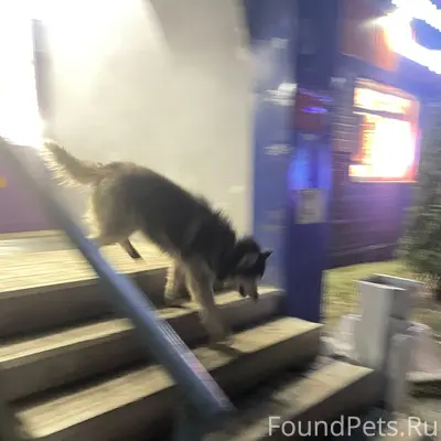 Пропала собака хаски, центр