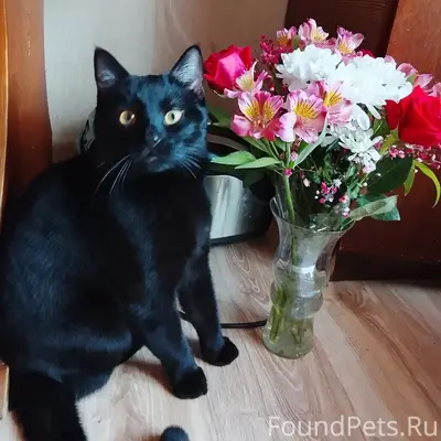 Пропал кот, [место: район улиц Некрасова и Ленина]