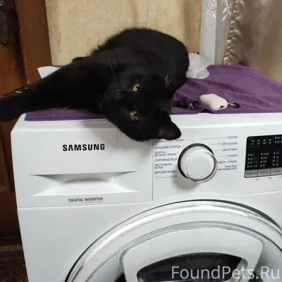 Пропал кот Бумер, частный сектор возле 2 школы