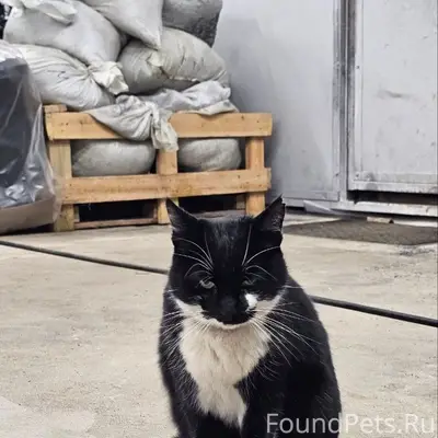 Найдена кошка, Нахабино