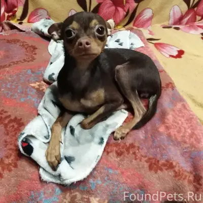 Пропала собака, место пропажи — Пугачева 40