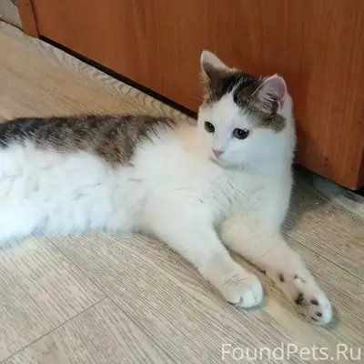 Найден котёнок, срочно нужен дом