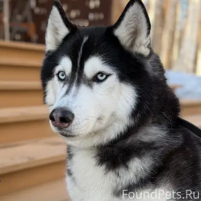 Пропал хаски Рони, Екатеринбург, Академический