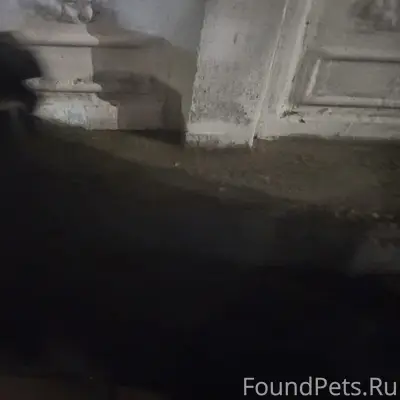 Найден щенок Малыш