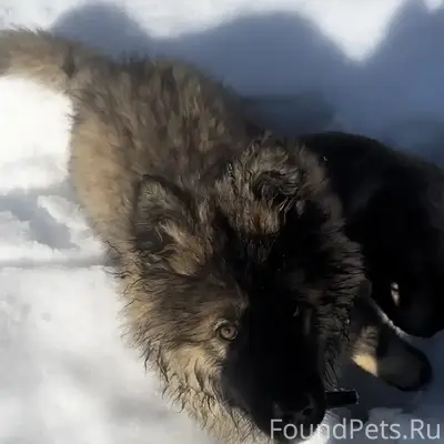 Пропал щенок лайка, Карла Маркса 155