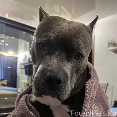 Пропала собака стаффорд, район новосёлов