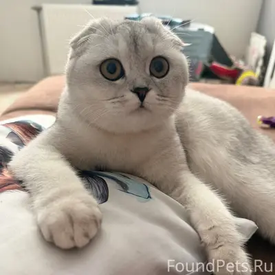 Пропала кошка, Билево