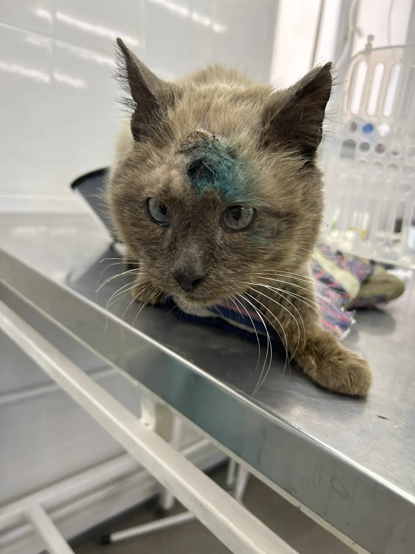 Найден кот, похож на сиамского, Балашиха