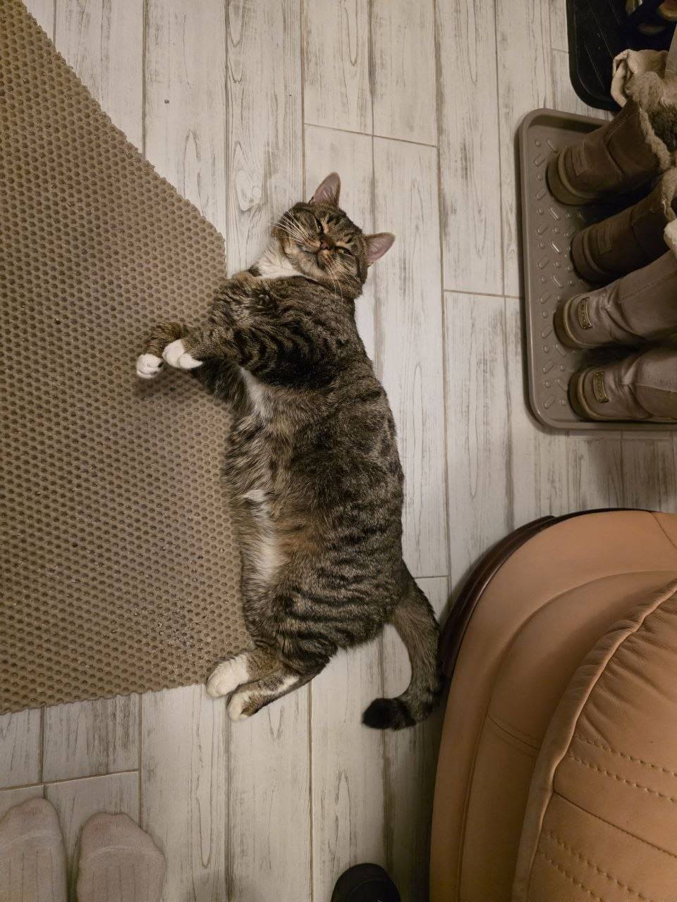 Пропал кот Борис, Стулово