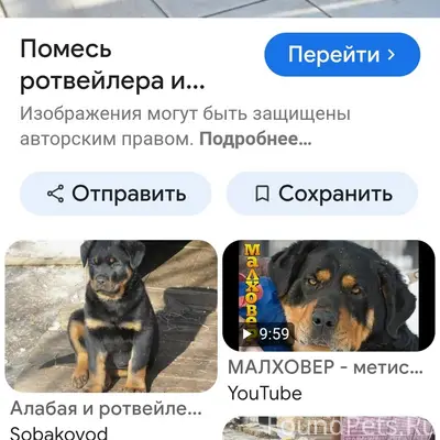 Пропал молодой пёс, с. Таборы