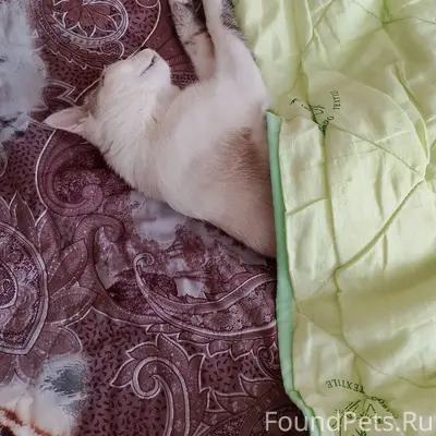 Пропал кот Мурзик, Пятигорск