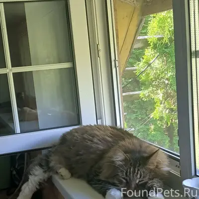 Потерялся котик