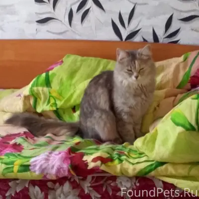 Пропала кошка Мышка, Можга