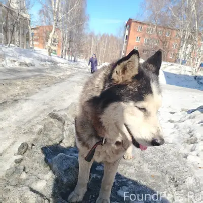 Найден пёс, центр, Октябрьский проезд