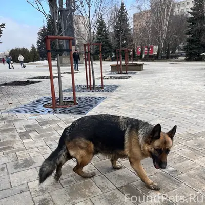 Найден тип собака, 