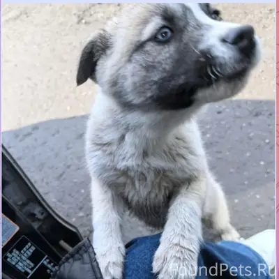 Найден щенок-метис хаски, девочка