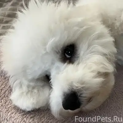 Пропал щенок белая болонка, Мервино