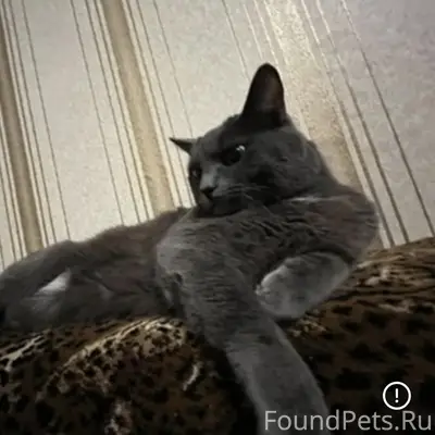 Пропал кот Филя, город Рыбное