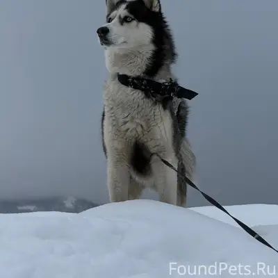 Пропал хаски Айс, 3-й бам