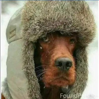 В Китае похищенные собаки сбежали от...