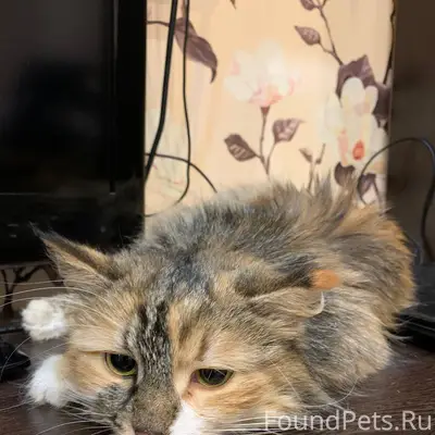 Найдена домашняя кошка, район Флотской улицы