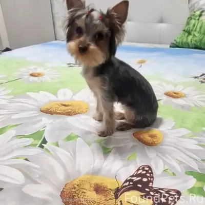 Пропала Йорк, Дзержинский район