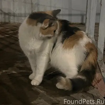 Найдена кошка, возле дома строителей 12