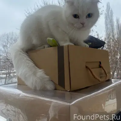 Найдена вислоухая кошка, Интернациональная 103