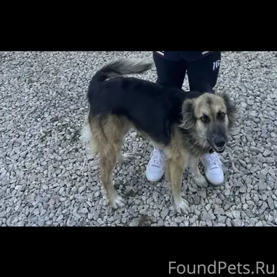 Пропала собака! Деревня Акиньшино. Девочка, пушистая, среднего размера, в ошейнике, 4 года. Отзывается на кличку Рози.