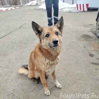 Найден рыжий щенок, ул. Колосковая