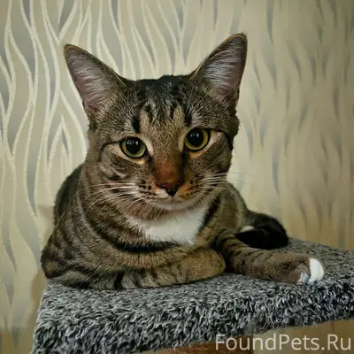 Пропал молодой кот Тоша!!!